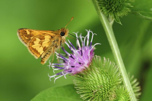 一只小斑蝶Polites peckius正在为蓟花授粉。马萨诸塞州阿灵顿。海报印刷,达琳·穆拉夫斯基(Darlyne Murawski)作品(17 x 11)