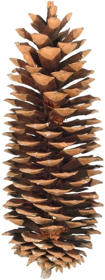 Vickerman 9.5英寸-10英寸糖松果,7个/包。每捆含7个糖松果。天然产品。
