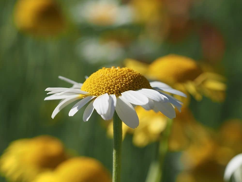White Chamomile Poster Print - Suzanne Bonin (24 x 18)