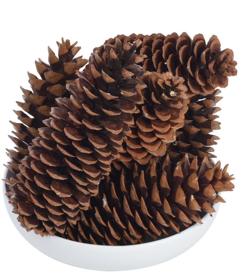 Vickerman 9.5吋-10吋糖松果,7個/包。每捆含7個糖松果。天然產品。