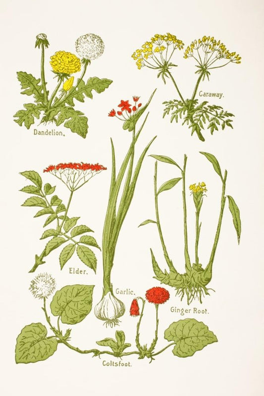 Medicinal Herbs and Plants Clockwise from Top Left Dandelion Caraway Ginger Root Coltsfoot Garlic Elder from Virtues Household Physician Published London 1924 Poster Print (12 x 18)