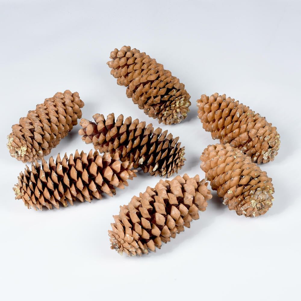 Vickerman 9.5吋-10吋糖松果,7個/包。每捆含7個糖松果。天然產品。