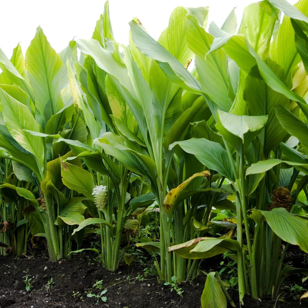 Sewanti 有機薑黃素萃取物 95% 含黑胡椒、印度長胡椒和生薑,用於緩解關節疼痛、肝臟保護劑,薑黃素萃取物 NPN 80070675,60 粒素食膠囊