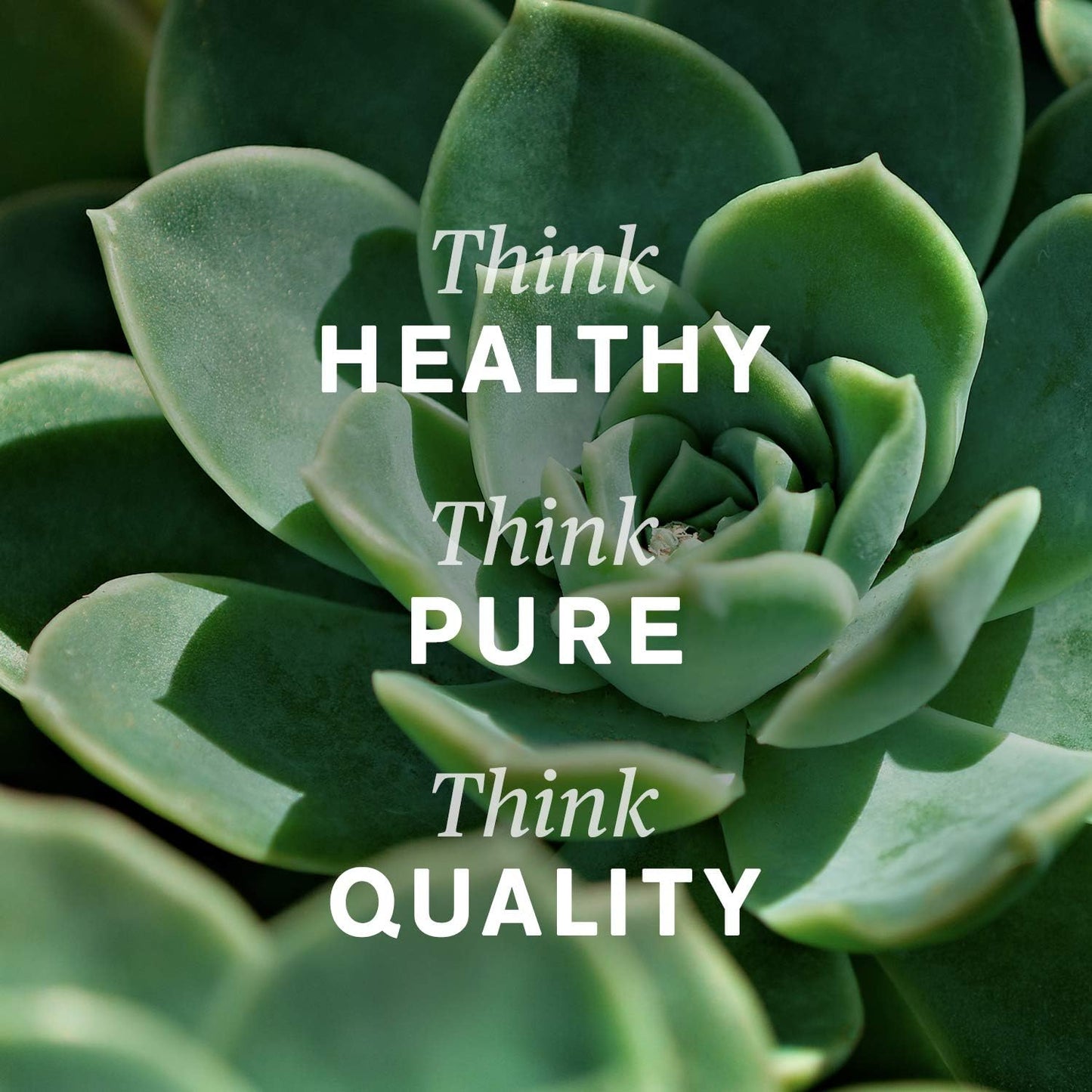 自然阳光榆树提取物,100粒胶囊