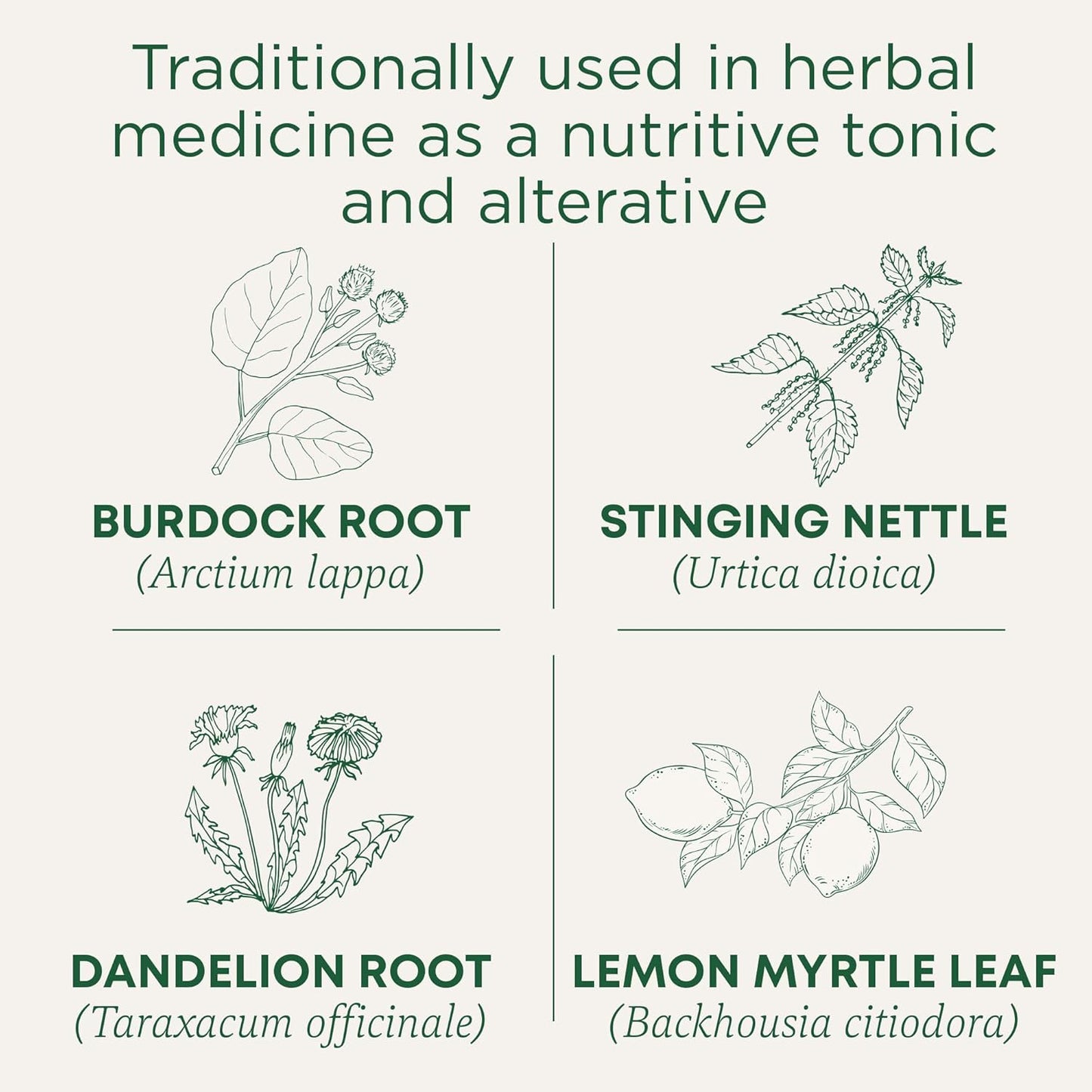 Traditional Medicinals - 有机日常排毒柠檬草本茶(6 包)- 含荨麻和牛蒡根,可清除体内积聚的废物 - 共 96 个茶包