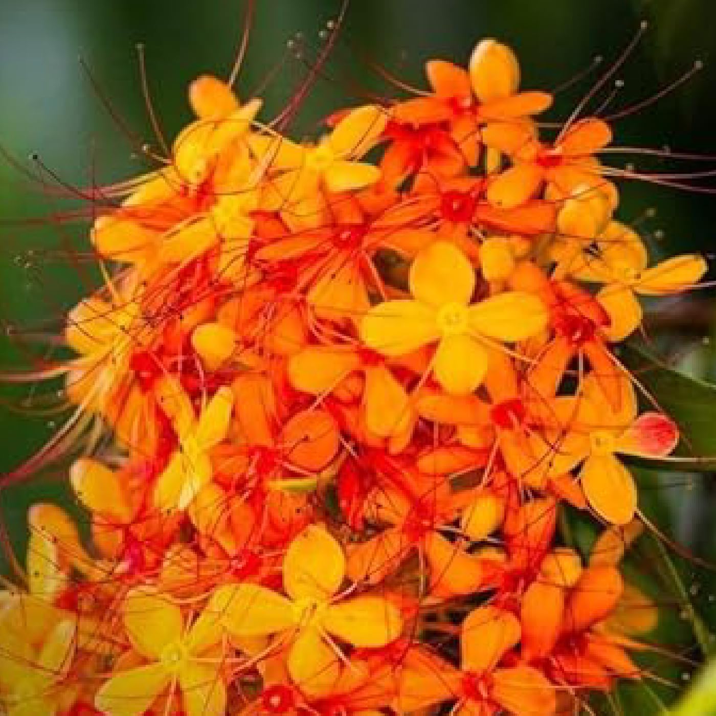 Sewanti 有機阿育王樹皮粉 (NPN) - 80093752 100克