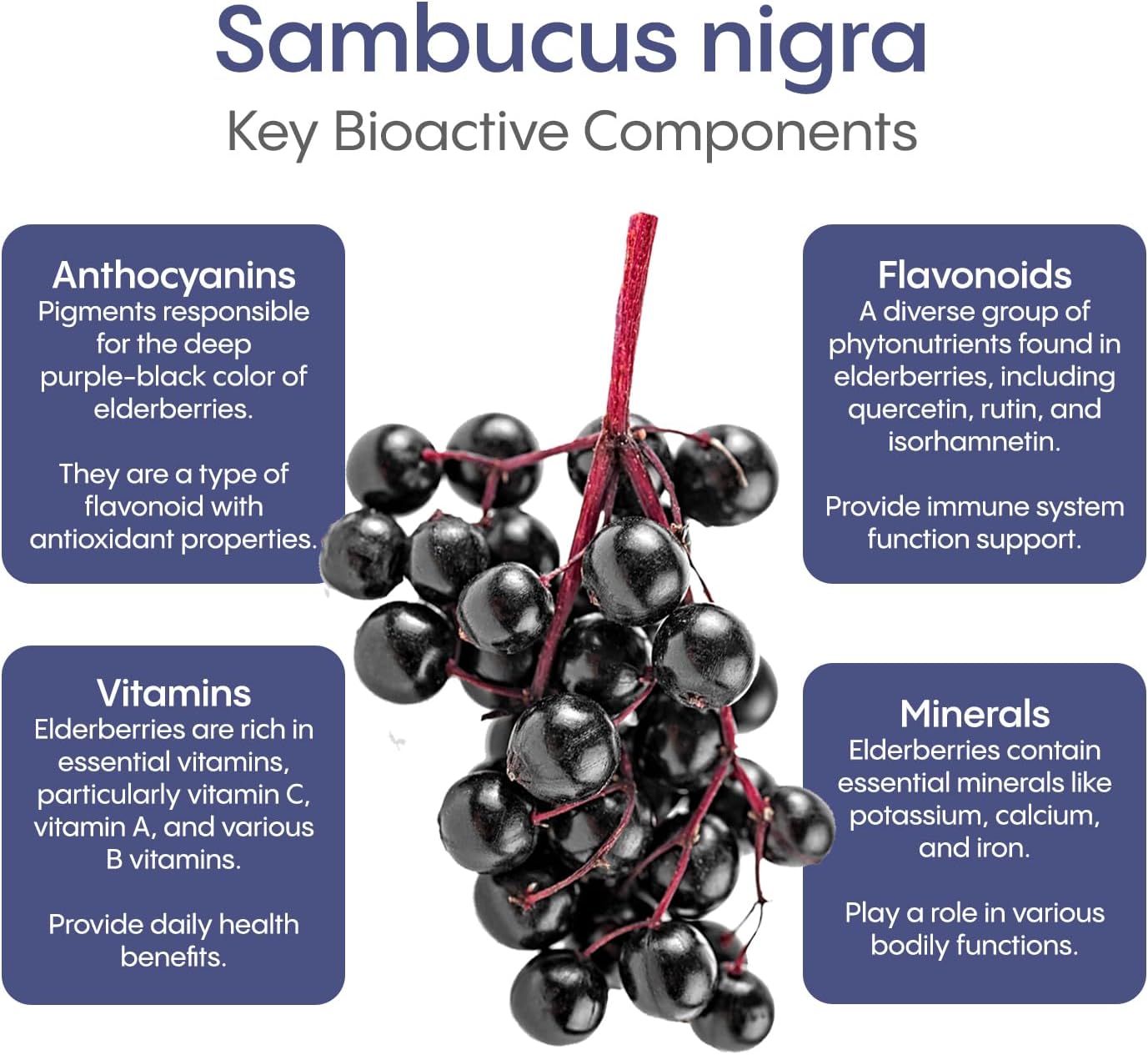 HydraLyte Plus Immunity - Electrolytes + Vitamin C Powder + Elderberry (Sambucus Nigra 35:1 Concentrated Black Elderberry Powder) + Zinc - Daily Hydration Powder With Immune Support for Ages 19+