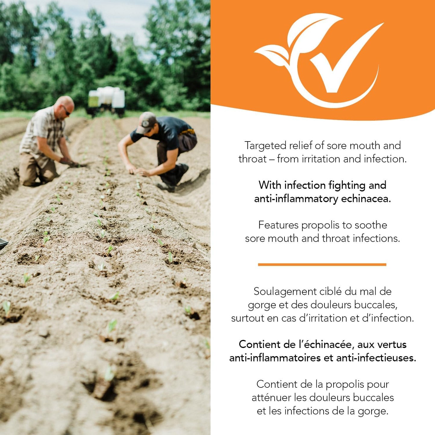 聖法蘭西斯草藥農場 Stop It Cold® 喉嚨噴霧 (30ml) 緩解喉嚨痛、感冒和流感症狀 (1 瓶) 素食、有機、野生草藥,加拿大製造,1988 年