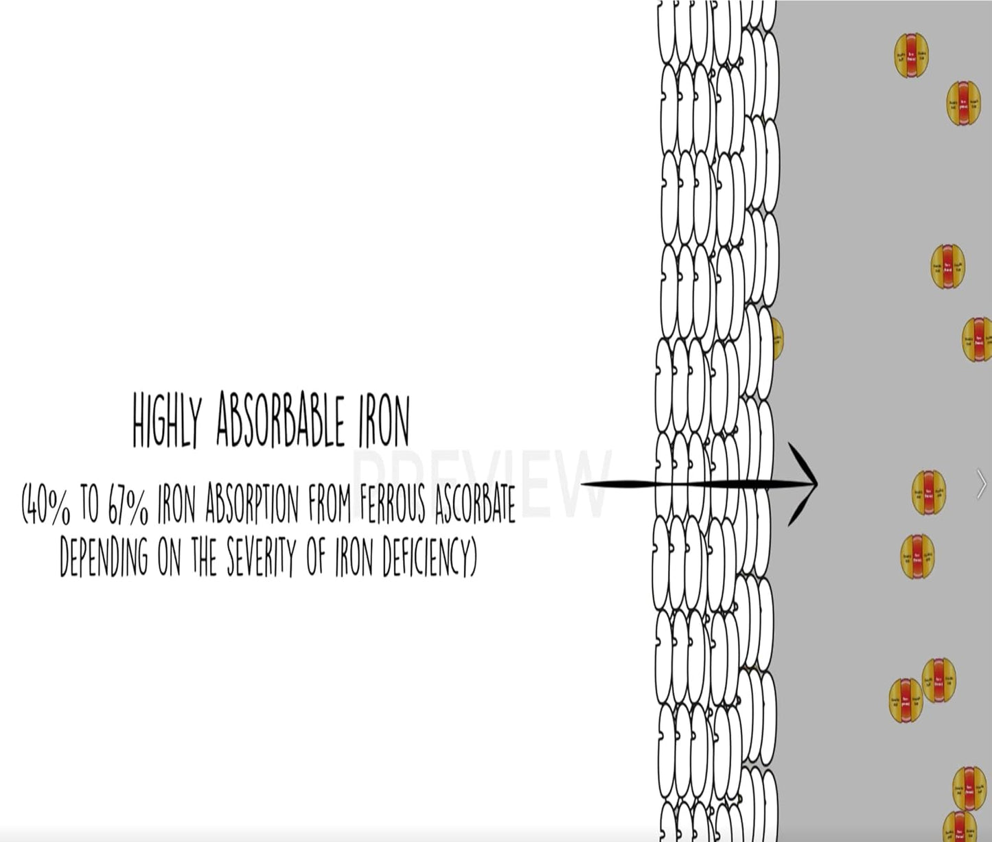 EBMfer 鐵劑,含維生素 C | 每日 1 粒 | 溫和 | 純素 | 提升能量 | 100 毫克高效能 | 30 粒膠囊
