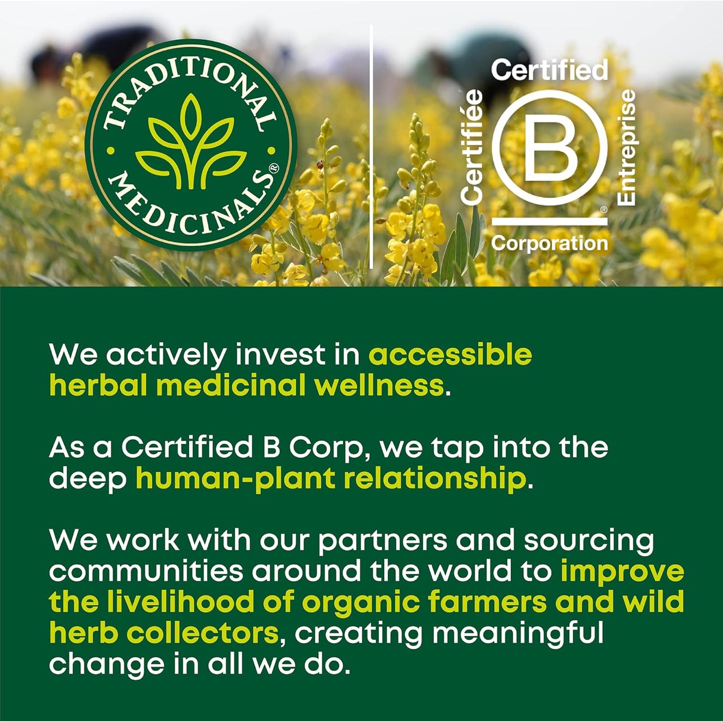 Traditional Medicinals - 有機紫錐菊加草藥茶(1 包)- 幫助緩解感冒和流感症狀 - 共 16 個茶包