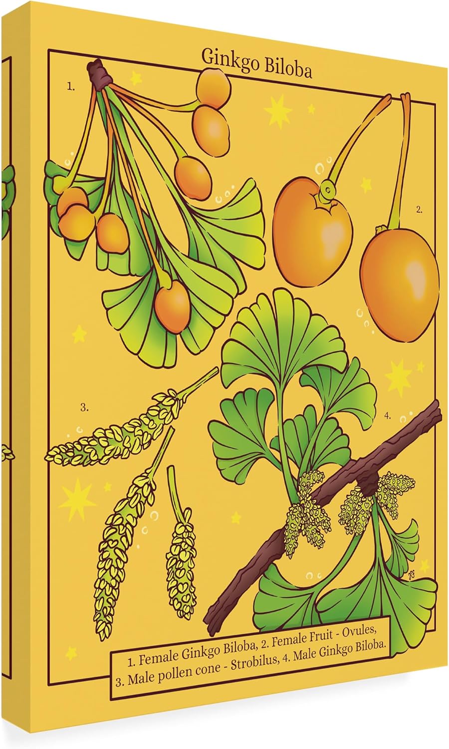 Trademark Fine Art Canvas Wall Art - Rachel Feirman 'Ginkgo Biloba' Wall Art for Living Room, Bedroom, or Office Décor