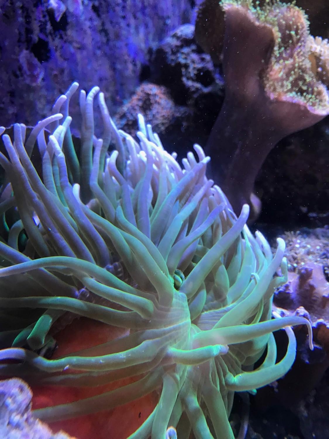 Seachem 珊瑚礁鈣 500毫升