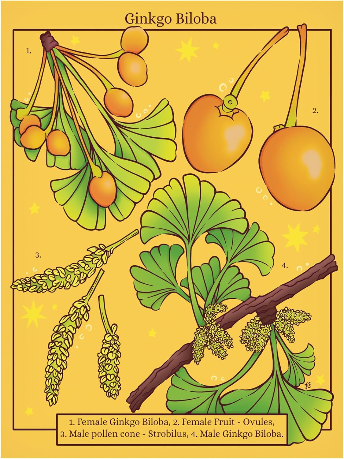 Trademark Fine Art Canvas Wall Art - Rachel Feirman 'Ginkgo Biloba' Wall Art for Living Room, Bedroom, or Office Décor