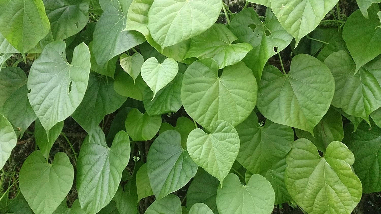 有機古杜奇莖粉 200 克/ NPN 80092678/ Tinospora Cordifolia/適應原/能量與壓力