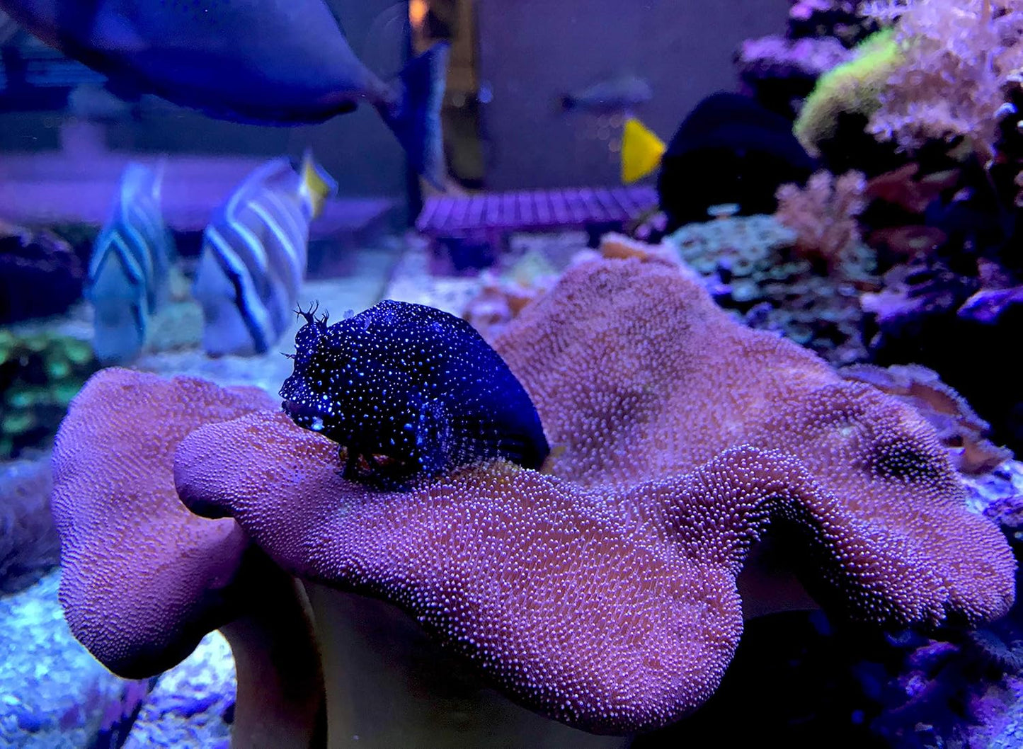 Reef Trace,4 公升/1 液量加侖