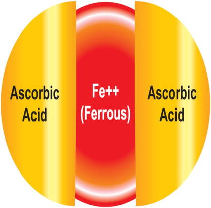 EBMfer 鐵劑，含維生素 C | 每日 1 粒 | 溫和 | 純素 | 提升能量 | 100 毫克高效能 | 30 粒膠囊