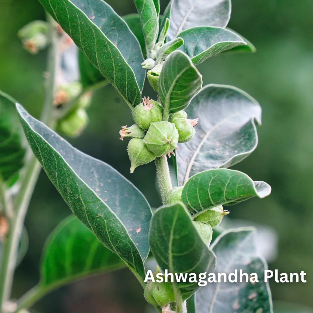 有機南非醉茄粉 200g/ NPN 80113550/ 印度醉茄/用於睡眠、虛弱、增強記憶力