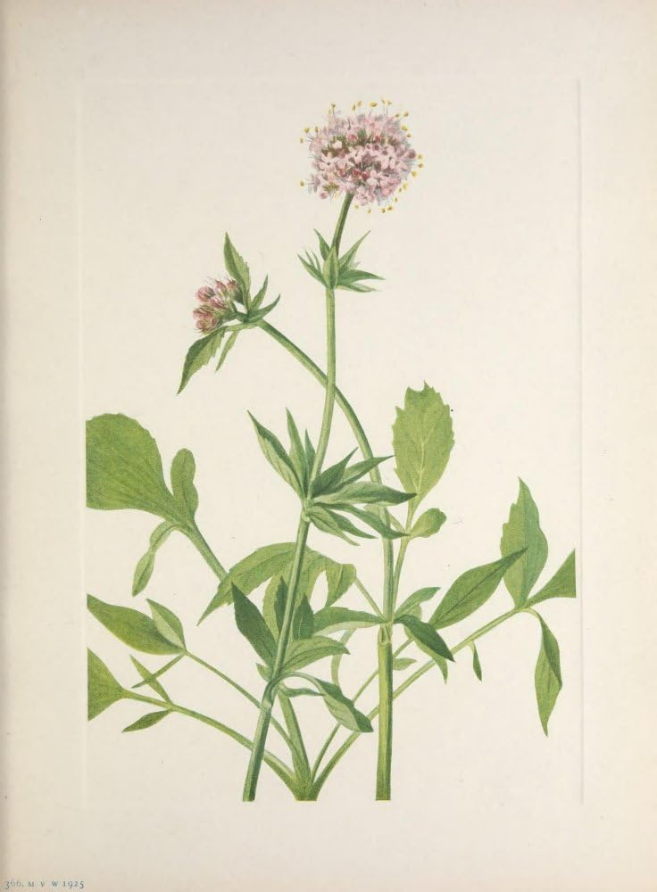 Posterazzi N. American Wild Flowers 1925 Heliotrope Valerian Poster Print by Mary V. Walcott, (18 x 24)