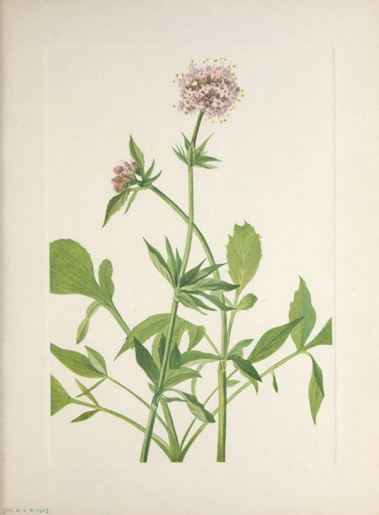 Posterazzi N. American Wild Flowers 1925 Heliotrope Valerian Poster Print by Mary V. Walcott, (18 x 24)