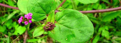 Sewanti 有機 Punarnava 粉末 (npn)：80093755 200 克