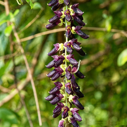 Sewanti 有機蒺藜粉 Npn 80070793 60克