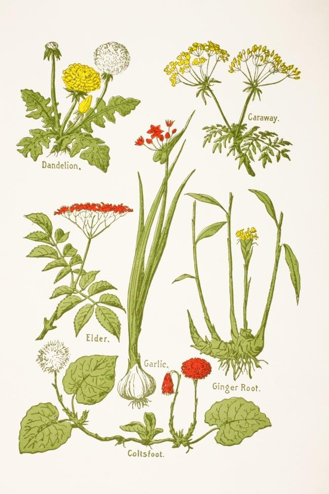 Medicinal Herbs and Plants Clockwise from Top Left Dandelion Caraway Ginger Root Coltsfoot Garlic Elder from Virtues Household Physician Published London 1924 Poster Print (12 x 18)