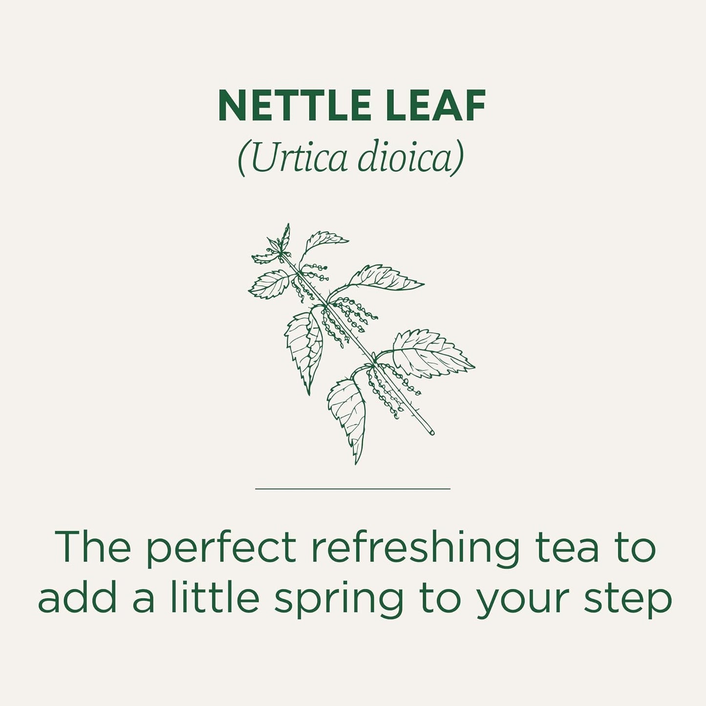 Traditional Medicinals - Organic Nettle Leaf Herbal Tea (Pack of 6) - Sustainably Sourced Fair Wild Nettle - 96 Tea Bags Total