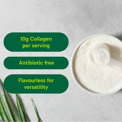 Organika 加拿大制造强化胶原蛋白粉 - 有益于头发、皮肤、指甲和关节健康。水解蛋白肽，更易吸收 - 草饲，非转基因 - 无味 - 500克