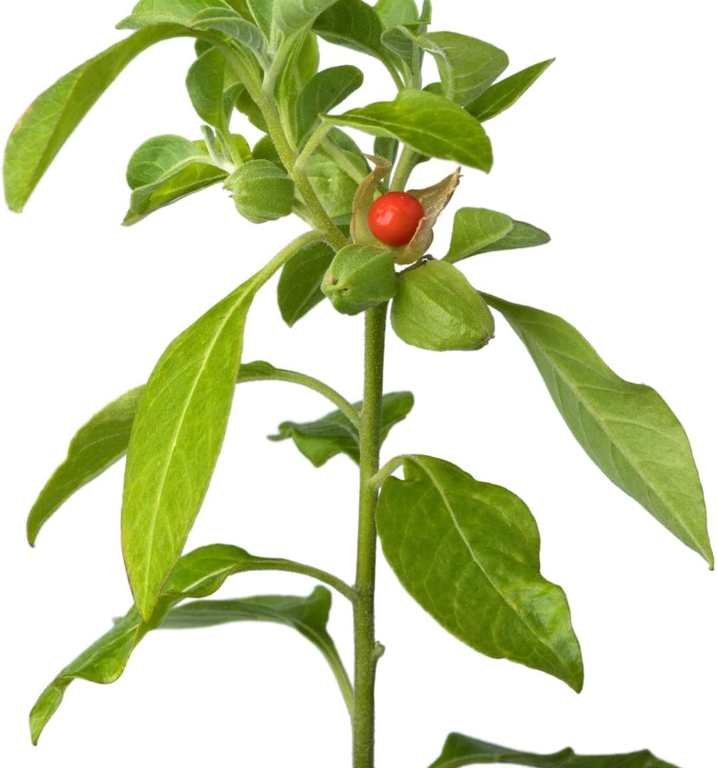 Sewanti 有機蒺藜粉 Npn 80070793 60克