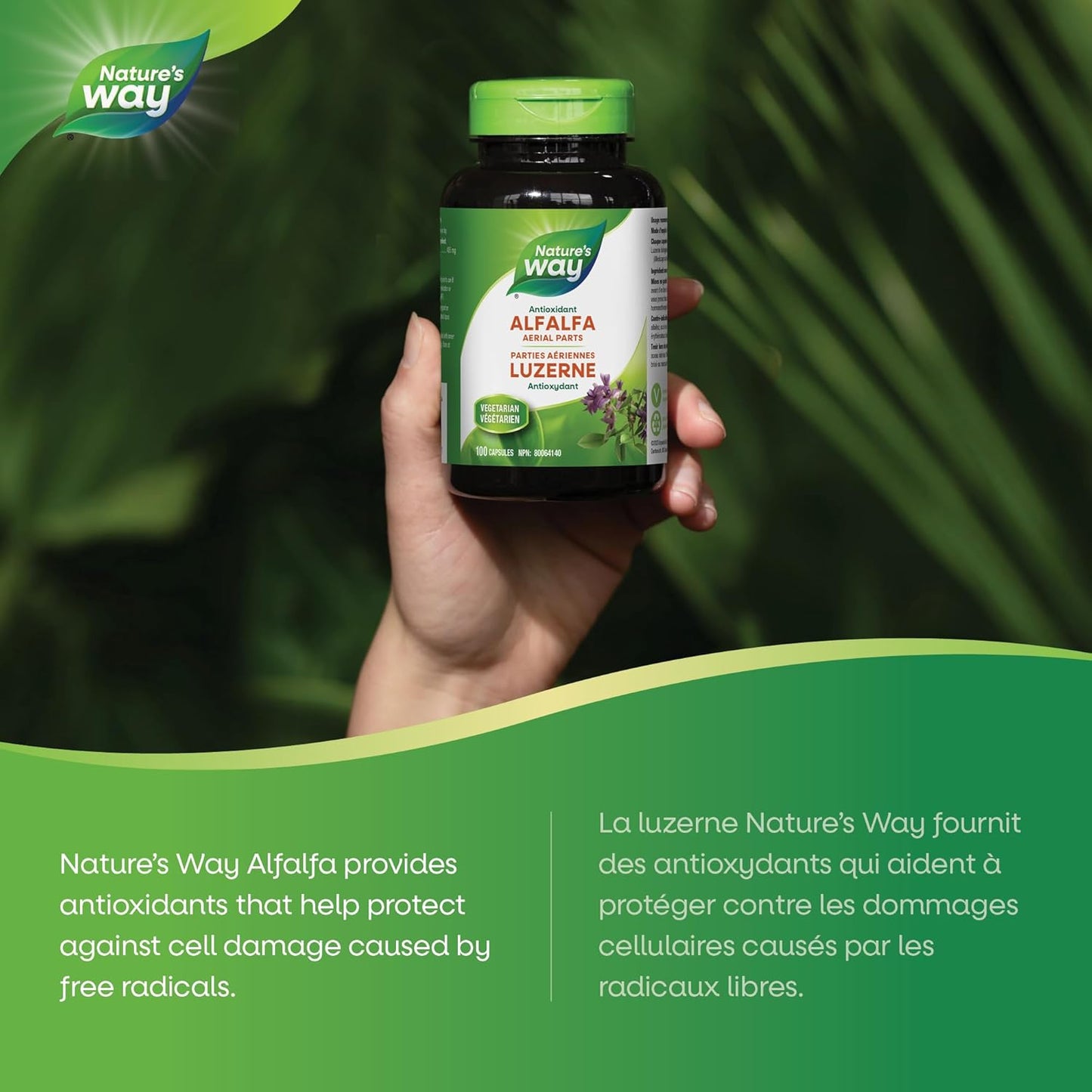 Nature's Way 苜蓿叶，提供抗氧化剂，有助于维持整体健康和福祉，100 粒素食胶囊