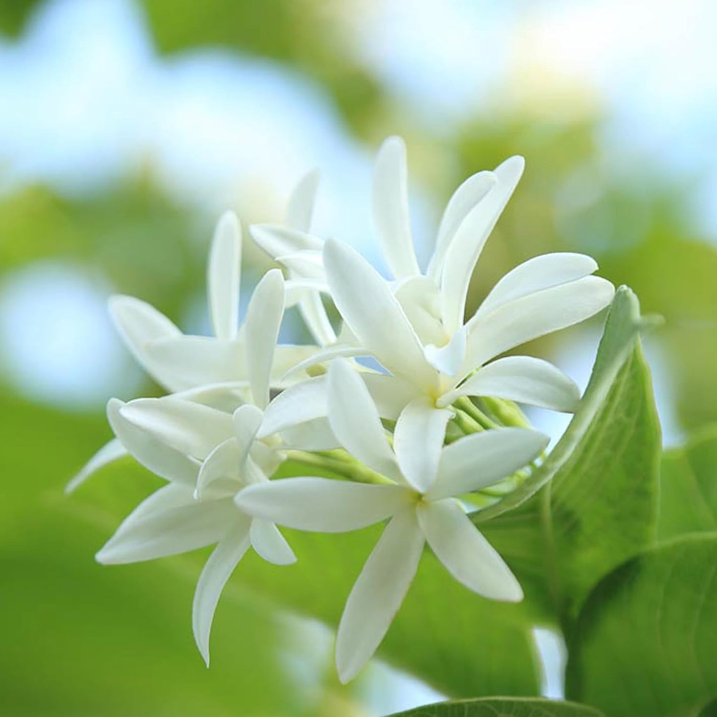 Sewanti 有機 Kutaja 樹皮粉 100 克/NPN 80120010/Holarrina pubescens Kurchi/用於腹瀉、消化不良和痔瘡