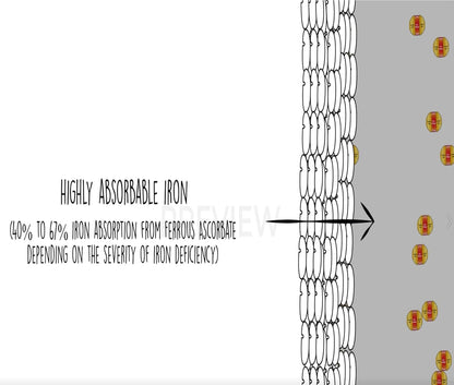 EBMfer 鐵劑，含維生素 C | 每日 1 粒 | 溫和 | 純素 | 提升能量 | 100 毫克高效能 | 30 粒膠囊