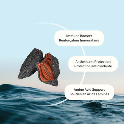 Nova Sea 大西洋野生海参补充剂胶囊，抗氧化健康能量补充剂，含岩藻糖基化硫酸软骨素、胶原蛋白糖苷、维生素、矿物质