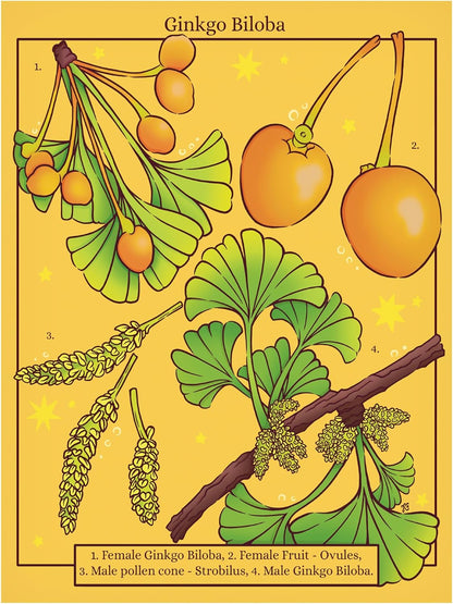 商標美術帆布牆畫 - Rachel Feirman 的「銀杏葉」牆畫，用於客廳、臥室或辦公室裝飾