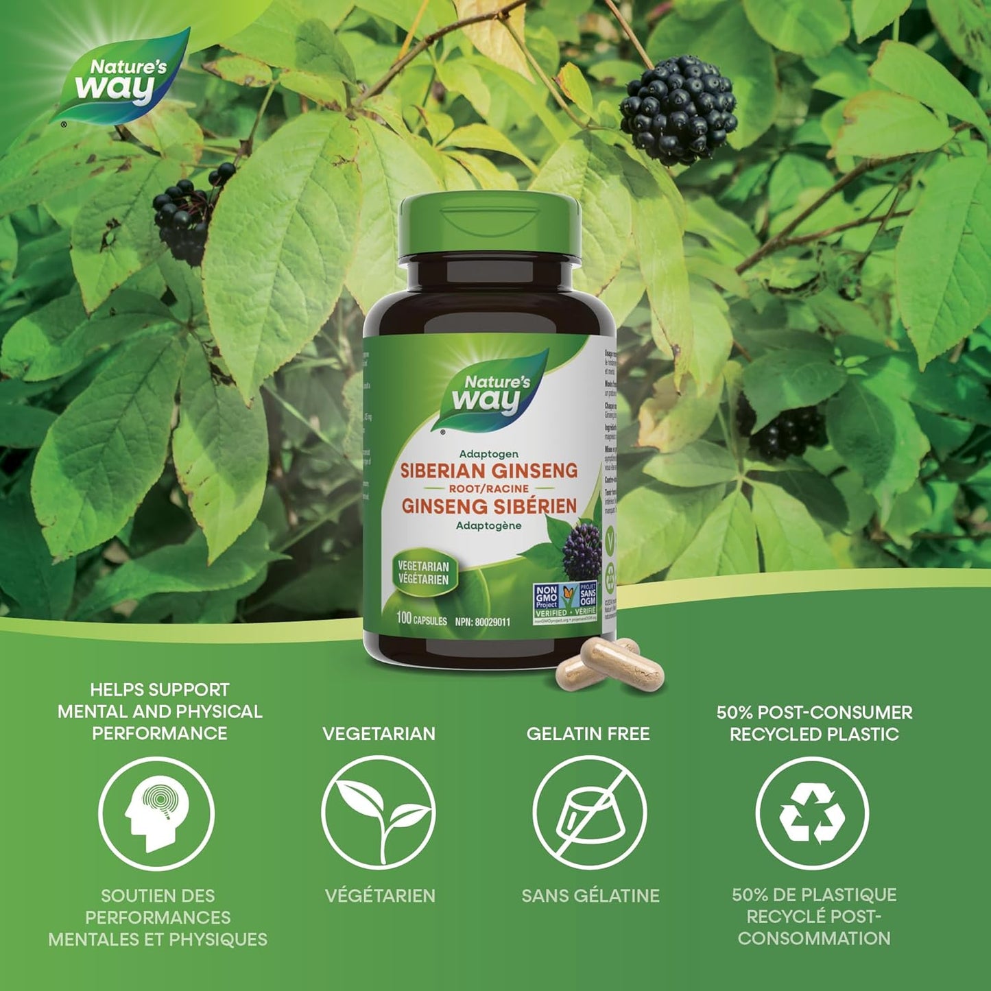 Nature's Way 西伯利亚人参根胶囊 – 有助于提高精神和身体机能 - 非转基因 – 100 粒素食胶囊