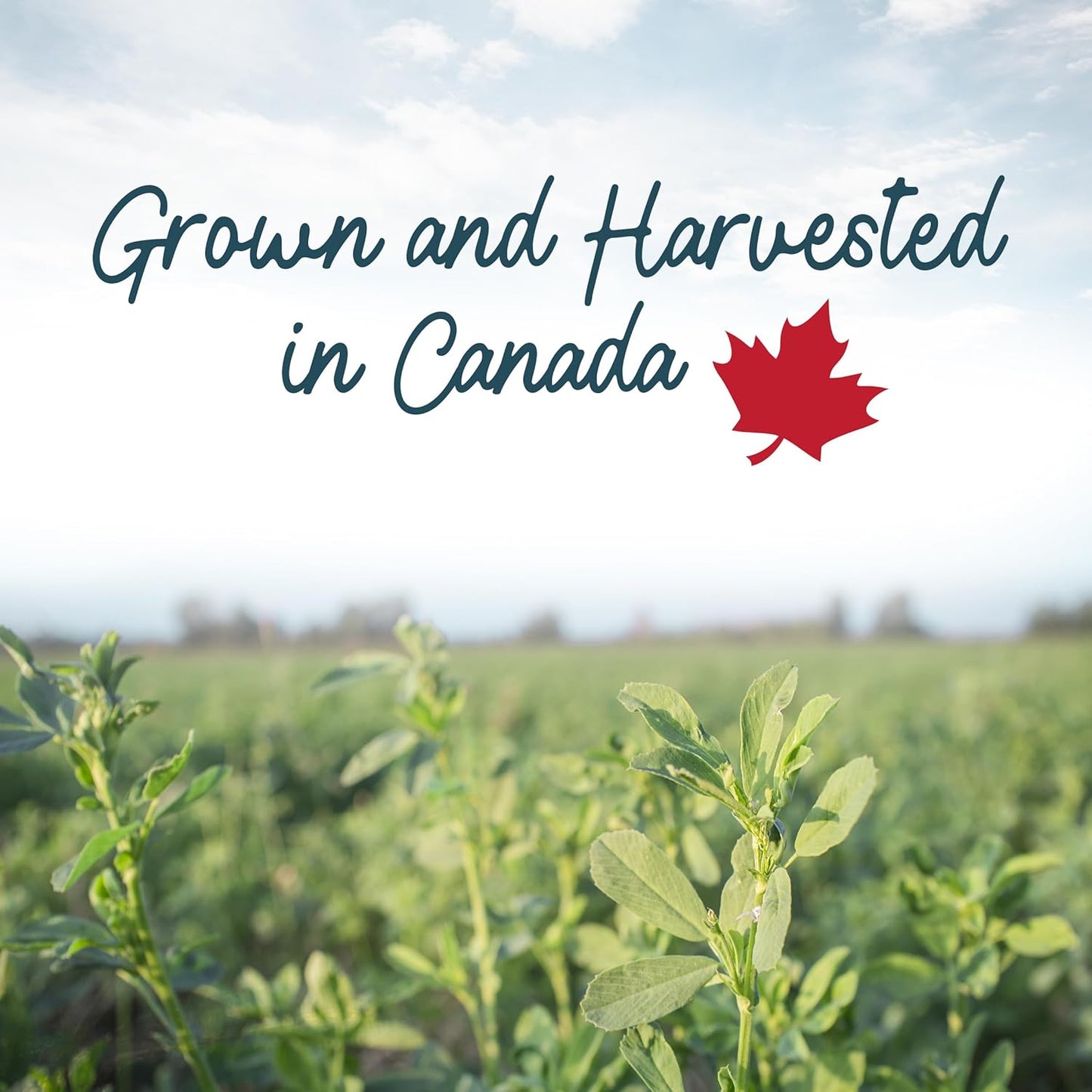 Living World 加拿大苜蓿咀嚼片 - 454克