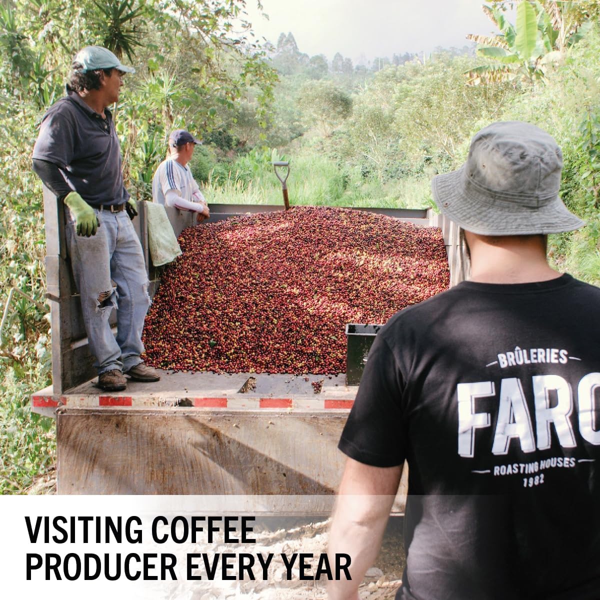 Café FARO VOLT 特色咖啡，深度烘焙研磨咖啡，濃鬱醇厚的風味，美國農業部公平貿易和猶太潔食認證有機咖啡，產自南美和中美洲的研磨咖啡 - (908克/32盎司)