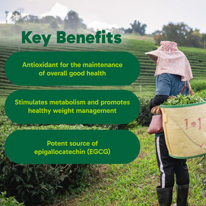 Organika Green Tea Extract 60 Vcaps