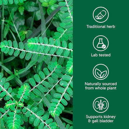 Organika 加拿大制造 Chanca Piedra 500 毫克 - 尿路感染支持 | 肾脏、胆囊和泌尿支持，清洁 - 90 粒素食胶囊